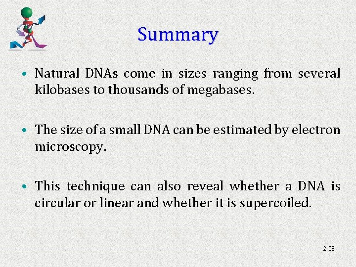 Summary • Natural DNAs come in sizes ranging from several kilobases to thousands of