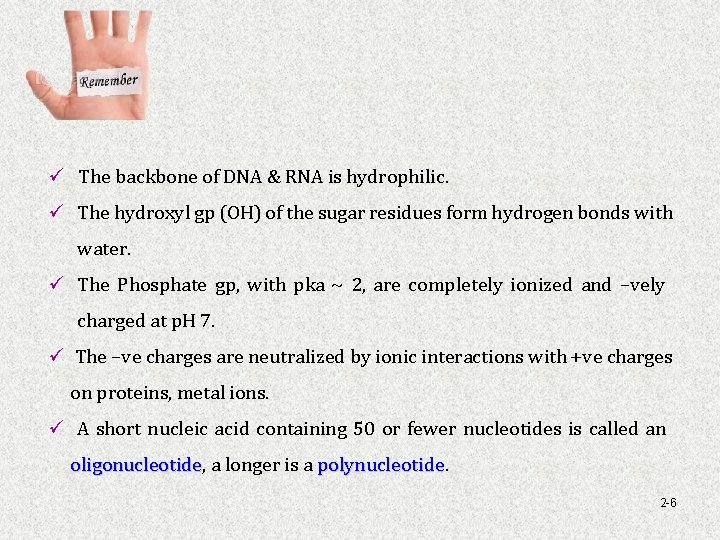 ü The backbone of DNA & RNA is hydrophilic. ü The hydroxyl gp (OH)