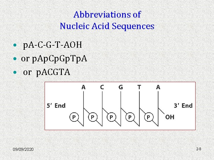 Abbreviations of Nucleic Acid Sequences • p. A-C-G-T-AOH • or p. Ap. Cp. Gp.