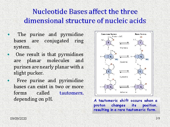 Nucleotide Bases affect the three dimensional structure of nucleic acids • The purine and