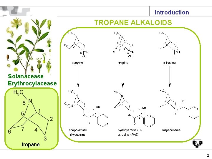 Introduction TROPANE ALKALOIDS Solanacease Erythrocylacease tropane 2 