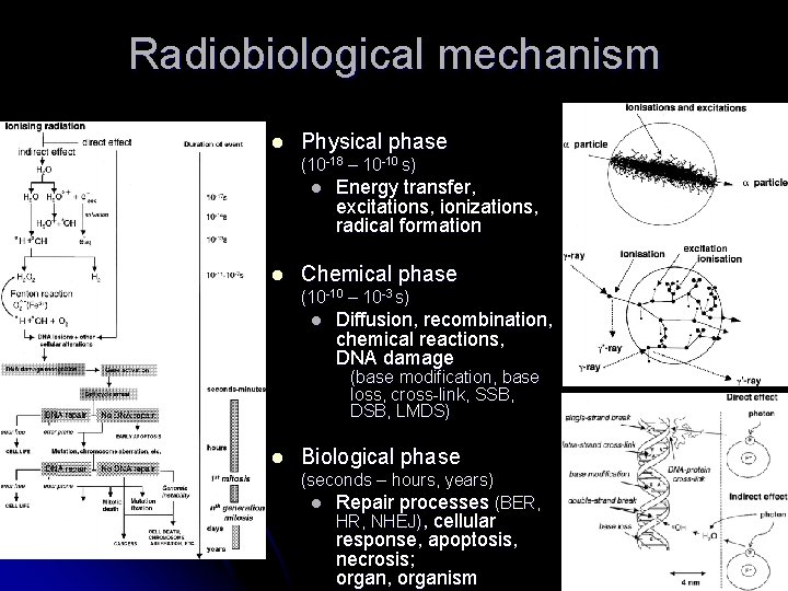 Radiobiological mechanism l Physical phase (10 -18 – 10 -10 s) l l Energy
