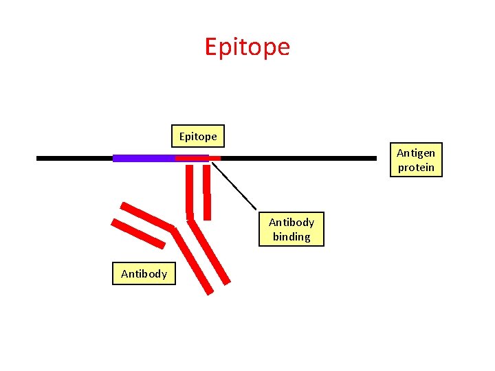 Epitope Antigen protein Antibody binding Antibody 