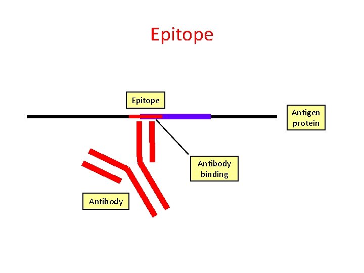 Epitope Antigen protein Antibody binding Antibody 