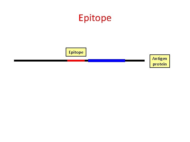 Epitope Antigen protein 