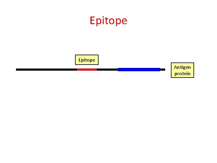 Epitope Antigen protein 