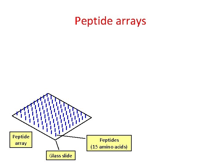 Peptide arrays Peptide array Peptides (15 amino acids) Glass slide 