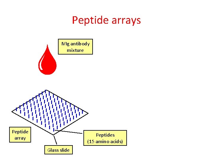 Peptide arrays IVIg antibody mixture Peptide array Peptides (15 amino acids) Glass slide 