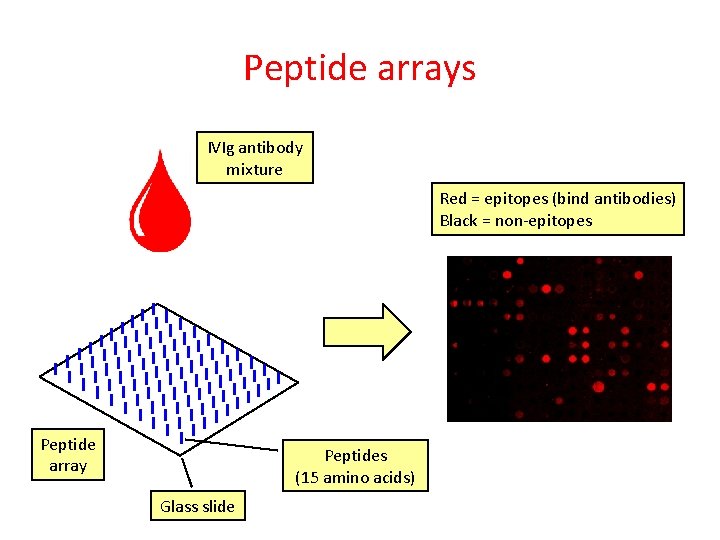 Peptide arrays IVIg antibody mixture Red = epitopes (bind antibodies) Black = non-epitopes Peptide