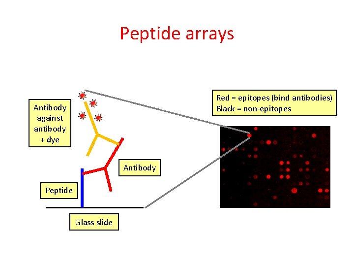 Peptide arrays Red = epitopes (bind antibodies) Black = non-epitopes Antibody against antibody +