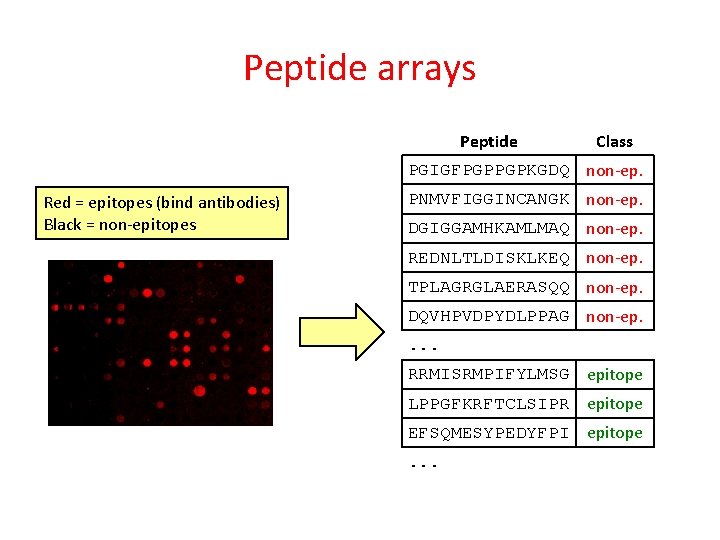 Peptide arrays Peptide Class PGIGFPGPPGPKGDQ non-ep. Red = epitopes (bind antibodies) Black = non-epitopes