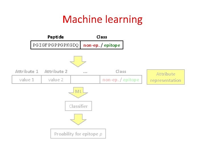 Machine learning Class Peptide PGIGFPGPPGPKGDQ non-ep. / epitope Attribute 1 Attribute 2 value 1