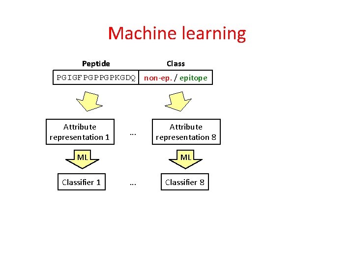 Machine learning Class Peptide PGIGFPGPPGPKGDQ non-ep. / epitope Attribute representation 1 . . .