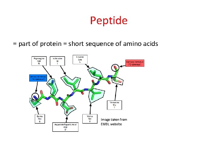 Peptide = part of protein = short sequence of amino acids Image taken from