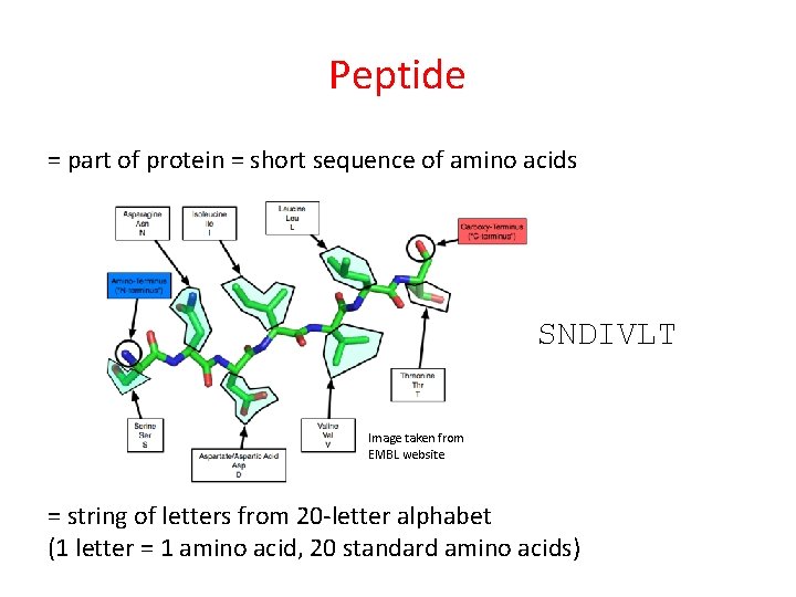 Peptide = part of protein = short sequence of amino acids SNDIVLT Image taken