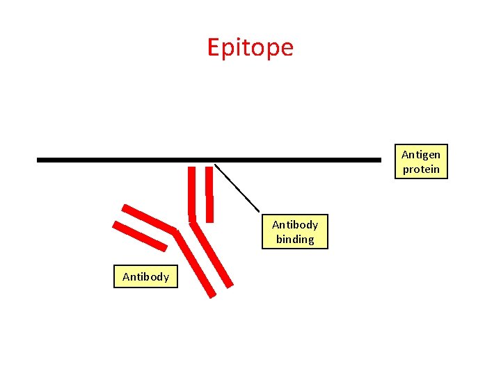 Epitope Antigen protein Antibody binding Antibody 