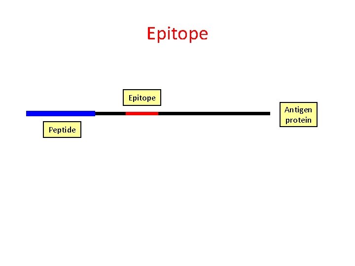Epitope Peptide Antigen protein 