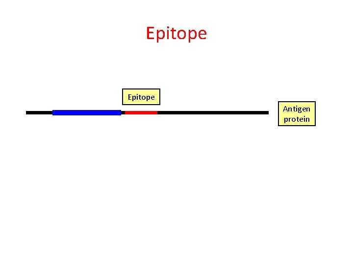 Epitope Antigen protein 