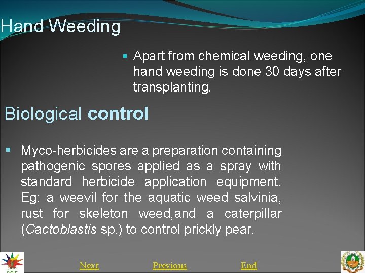 Hand Weeding § Apart from chemical weeding, one hand weeding is done 30 days