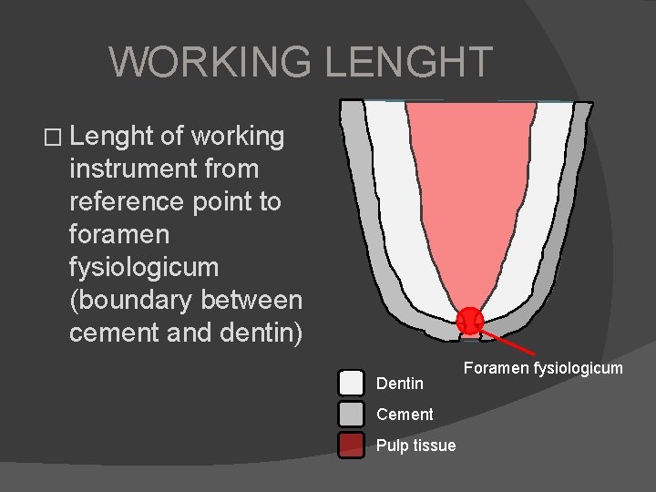 WORKING LENGHT � Lenght of working instrument from reference point to foramen fysiologicum (boundary