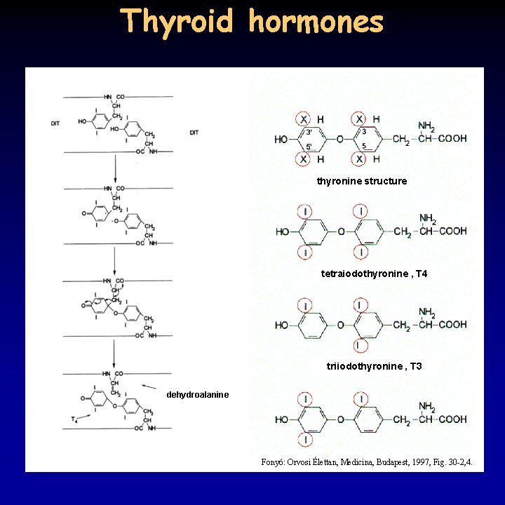 Thyroid hormones thyronine structure tetraiodothyronine , T 4 triiodothyronine , T 3 dehydroalanine Fonyó: