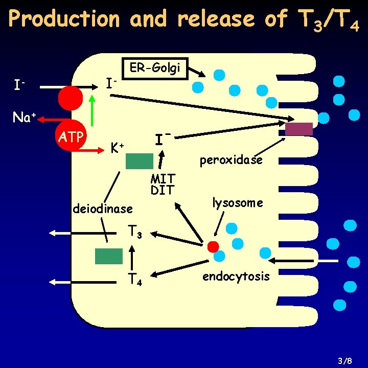 Production and release of T 3/T 4 I- I- ER-Golgi Na+ ATP I- K+