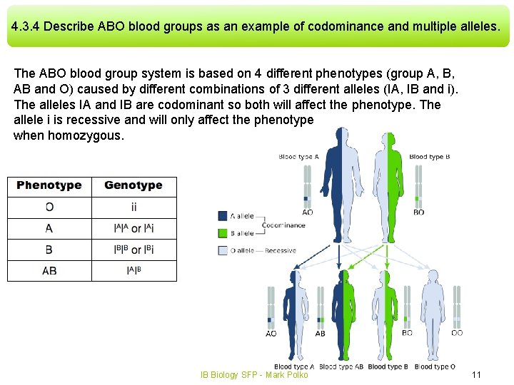 4. 3. 4 Describe ABO blood groups as an example of codominance and multiple