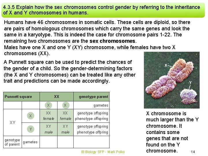 4. 3. 5 Explain how the sex chromosomes control gender by referring to the