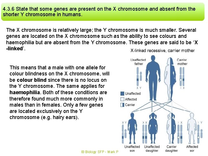 4. 3. 6 State that some genes are present on the X chromosome and