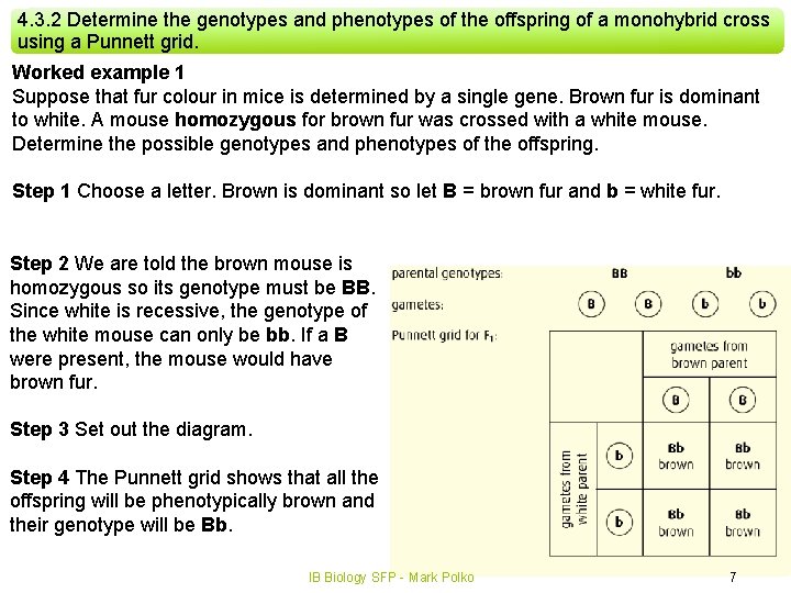 4. 3. 2 Determine the genotypes and phenotypes of the offspring of a monohybrid