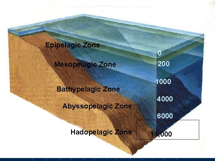 Epipelagic Zone Mesopelagic Zone Bathypelagic Zone Abyssopelagic Zone 0 200 1000 4000 6000 Hadopelagic