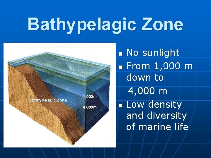 Bathypelagic Zone n n Bathypelagic Zone 1, 000 m 4, 000 m n No