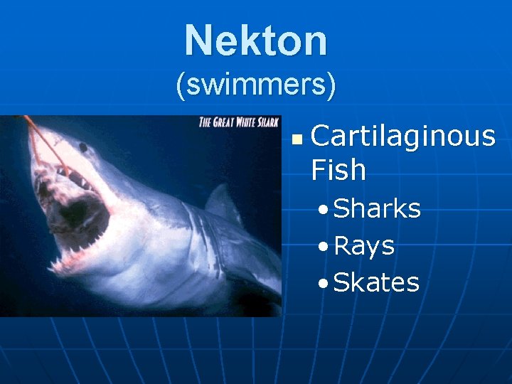 Nekton (swimmers) n Cartilaginous Fish • Sharks • Rays • Skates 