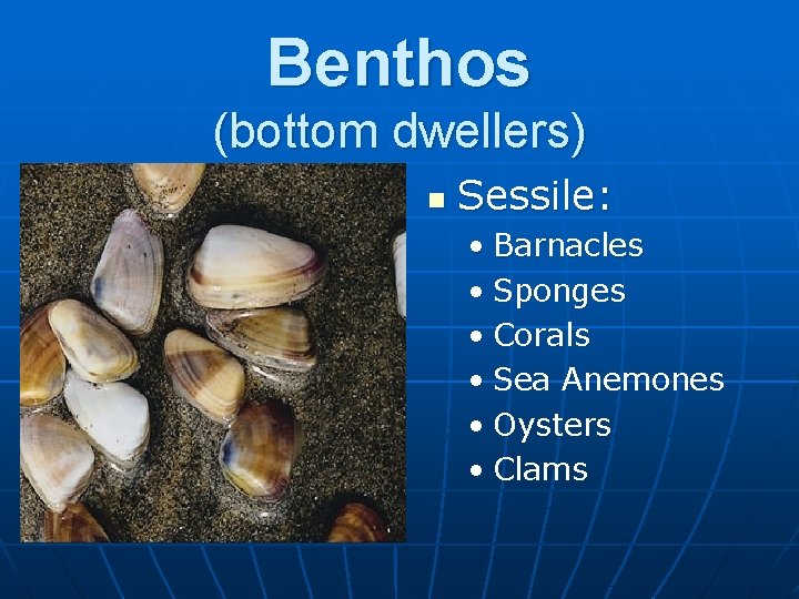 Benthos (bottom dwellers) n Sessile: • Barnacles • Sponges • Corals • Sea Anemones
