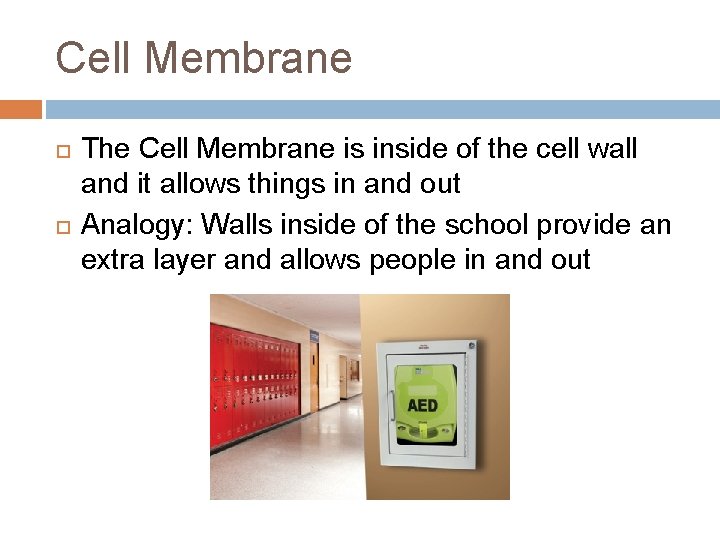 Cell Membrane The Cell Membrane is inside of the cell wall and it allows