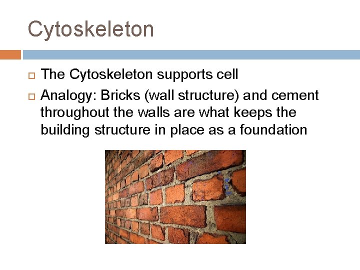 Cytoskeleton The Cytoskeleton supports cell Analogy: Bricks (wall structure) and cement throughout the walls