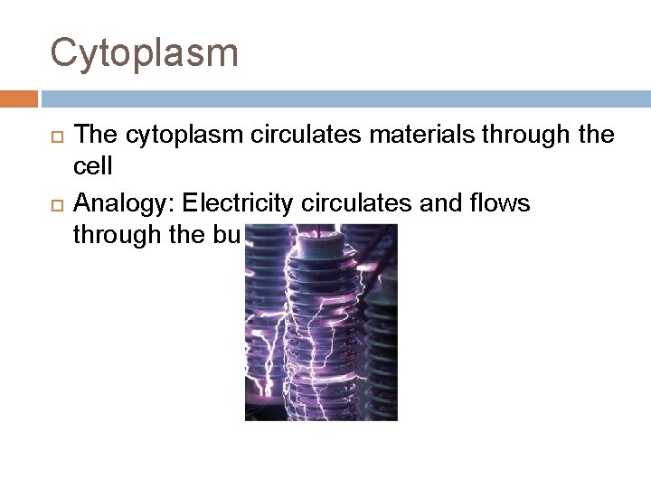 Cytoplasm The cytoplasm circulates materials through the cell Analogy: Electricity circulates and flows through