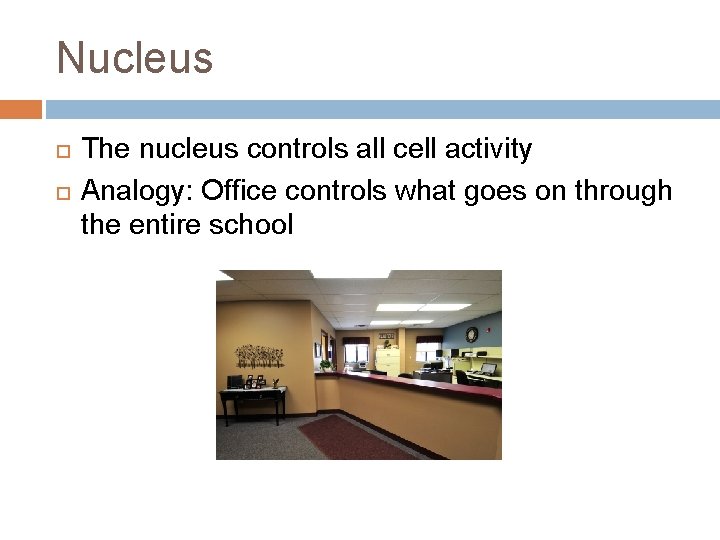 Nucleus The nucleus controls all cell activity Analogy: Office controls what goes on through