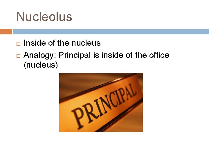 Nucleolus Inside of the nucleus Analogy: Principal is inside of the office (nucleus) 