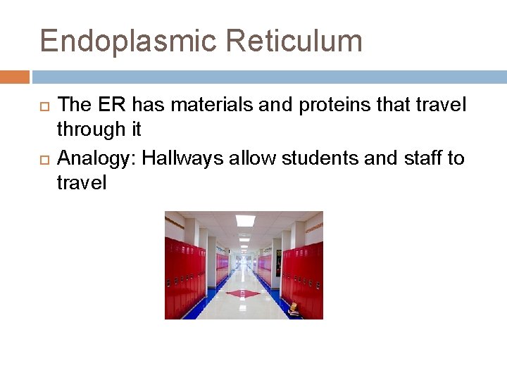 Endoplasmic Reticulum The ER has materials and proteins that travel through it Analogy: Hallways