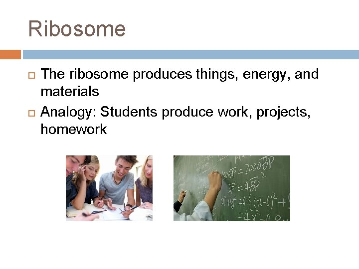Ribosome The ribosome produces things, energy, and materials Analogy: Students produce work, projects, homework