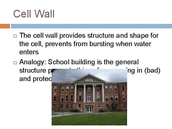 Cell Wall The cell wall provides structure and shape for the cell, prevents from
