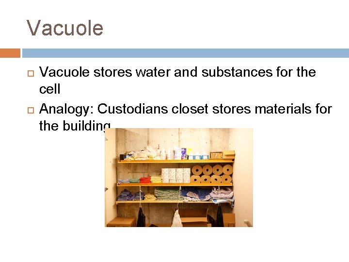 Vacuole stores water and substances for the cell Analogy: Custodians closet stores materials for