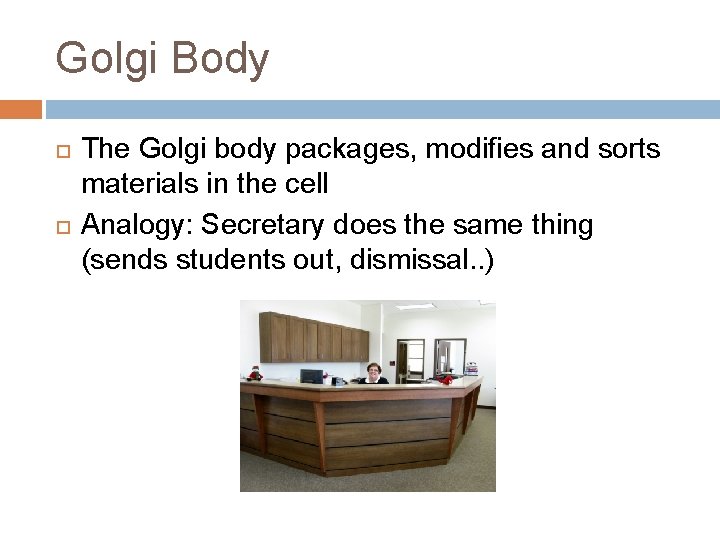 Golgi Body The Golgi body packages, modifies and sorts materials in the cell Analogy: