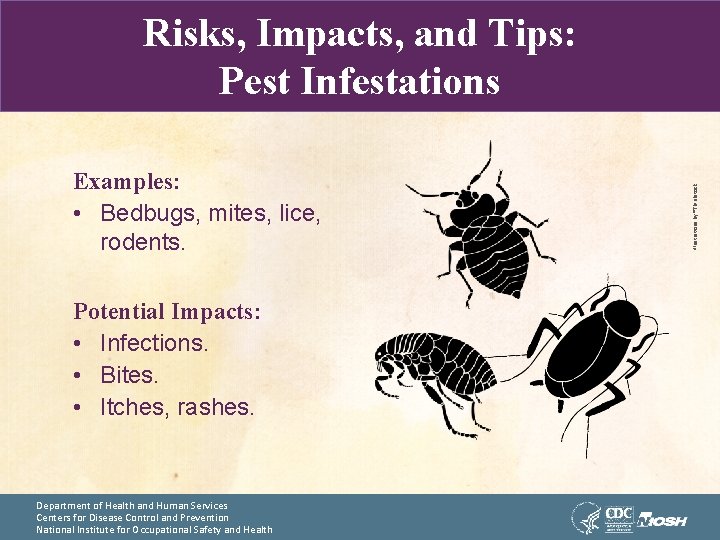 Examples: • Bedbugs, mites, lice, rodents. Potential Impacts: • Infections. • Bites. • Itches,