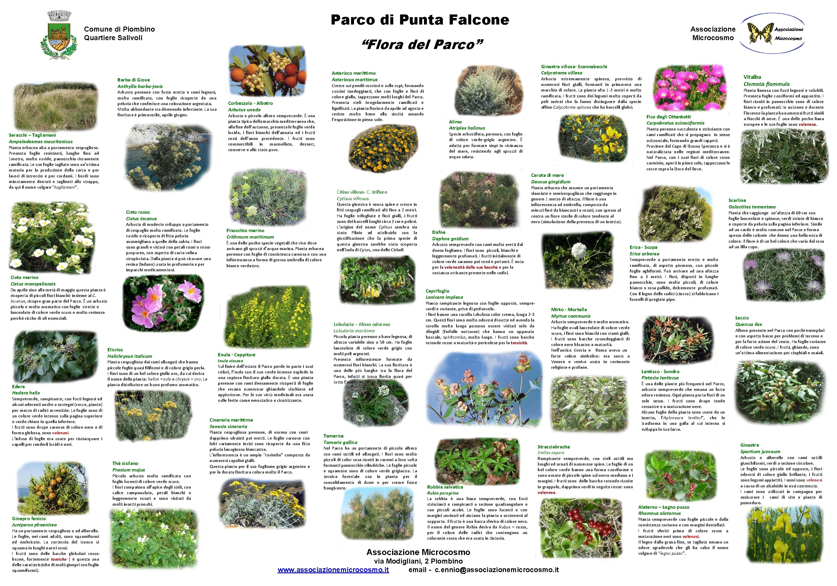 Parco di Punta Falcone Comune di Piombino Quartiere Salivoli “Flora del Parco” Arbusto perenne