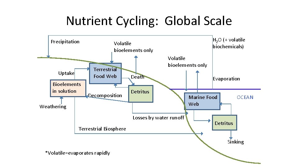 Nutrient Cycling: Global Scale Precipitation Terrestrial Food Web Uptake Bioelements in solution H 2
