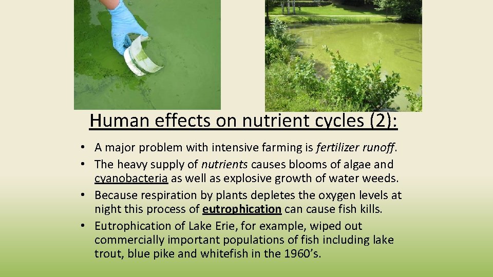 Human effects on nutrient cycles (2): • A major problem with intensive farming is