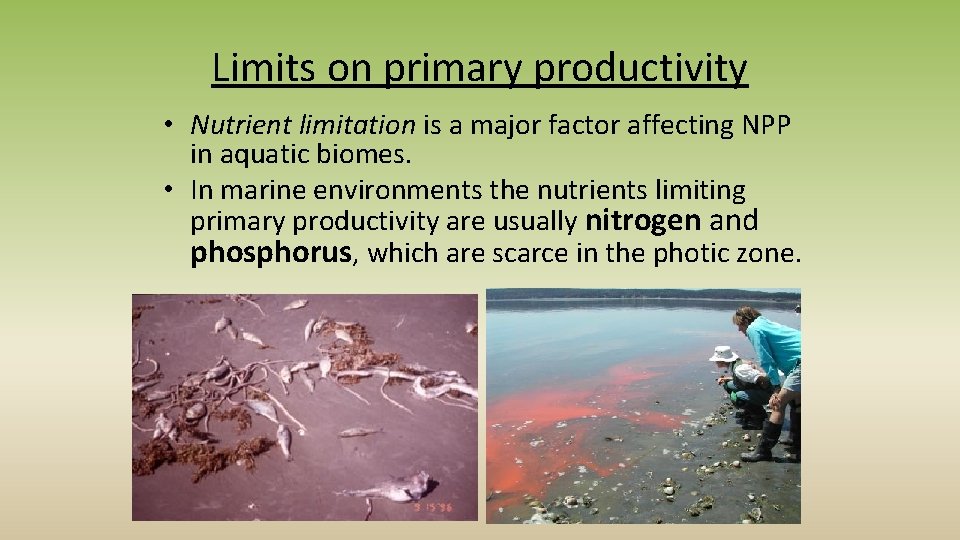 Limits on primary productivity • Nutrient limitation is a major factor affecting NPP in