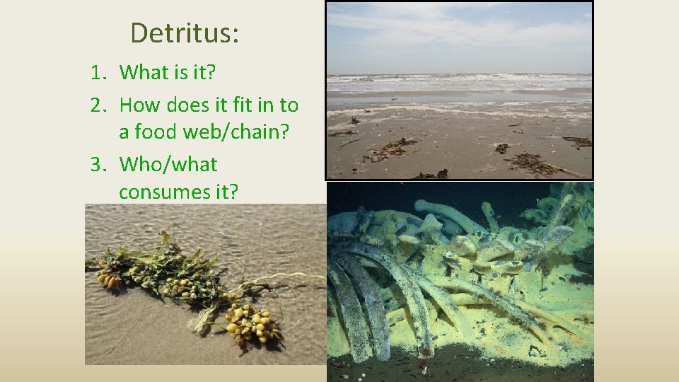 Detritus: 1. What is it? 2. How does it fit in to a food